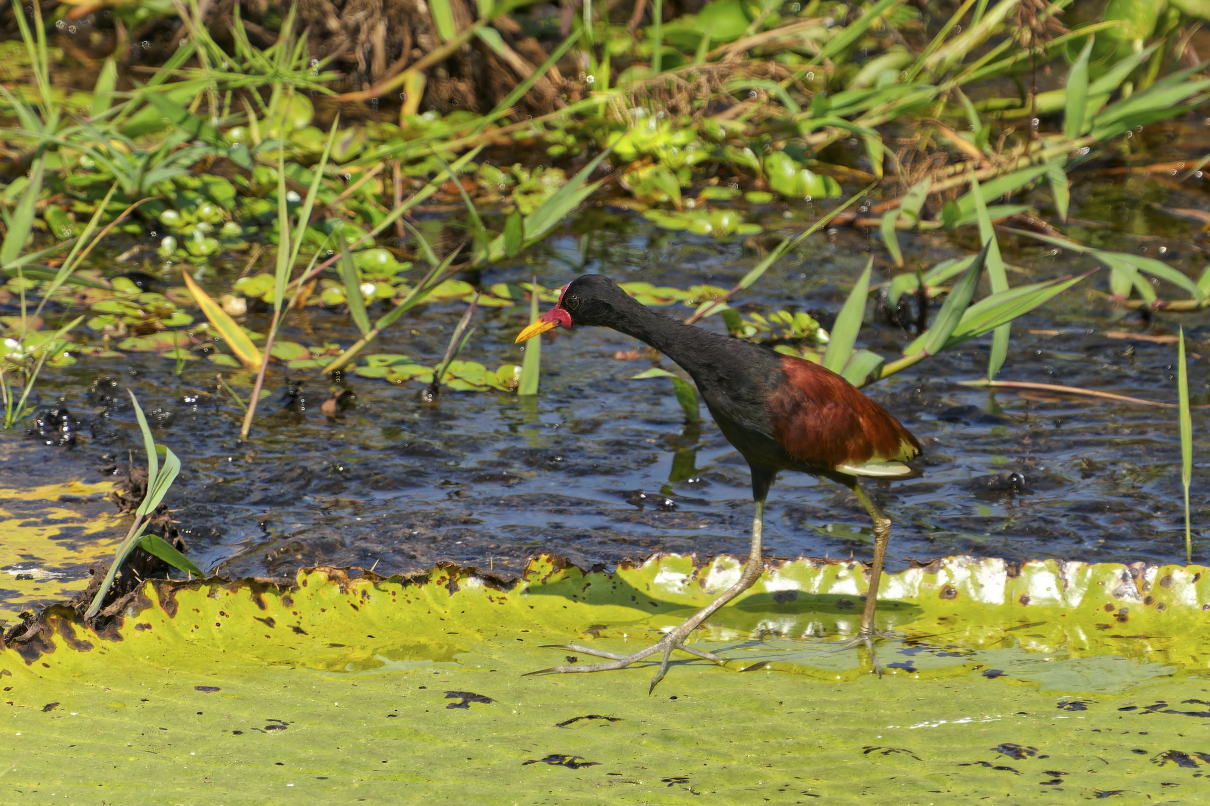 Victoria regia und Blatthühnchen