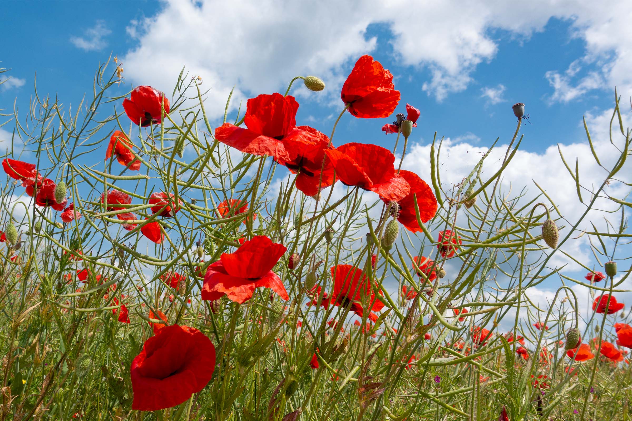 Klatschmohn