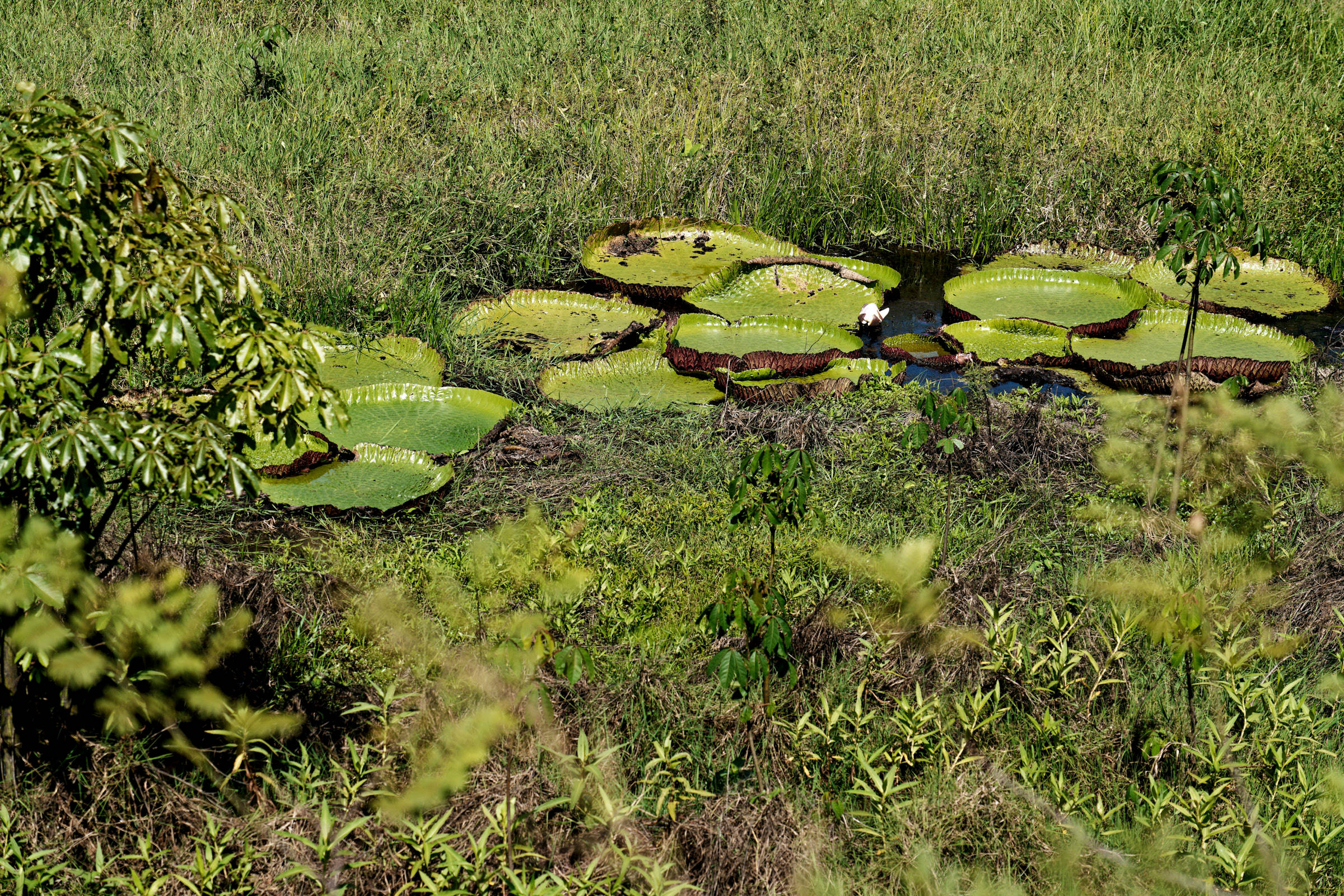 Victoria regia