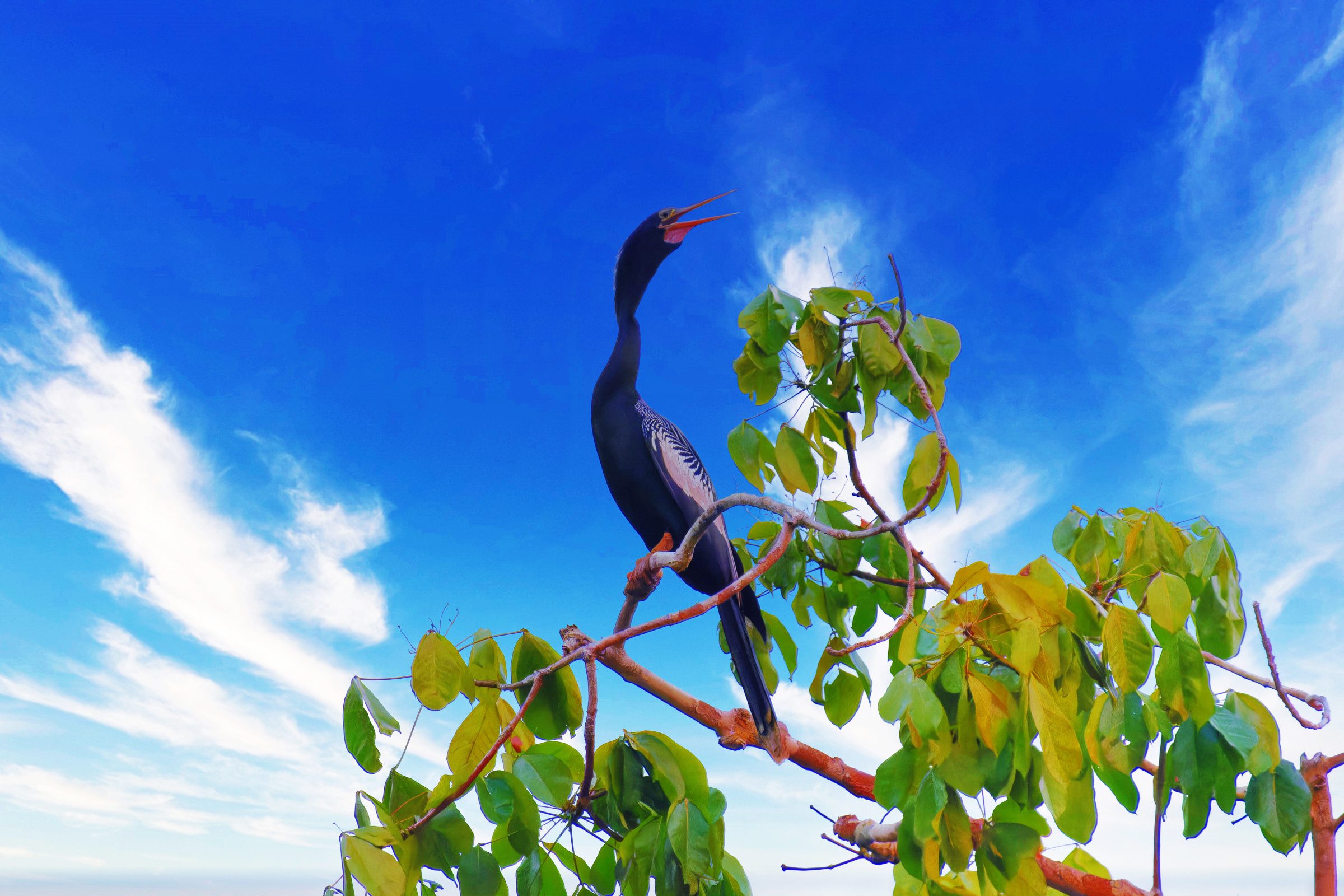 Schlangenhalsvogel