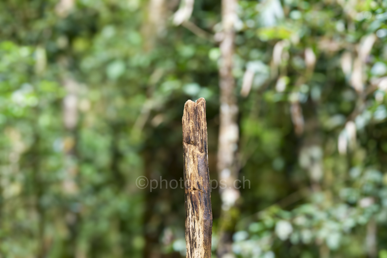 Stick_01