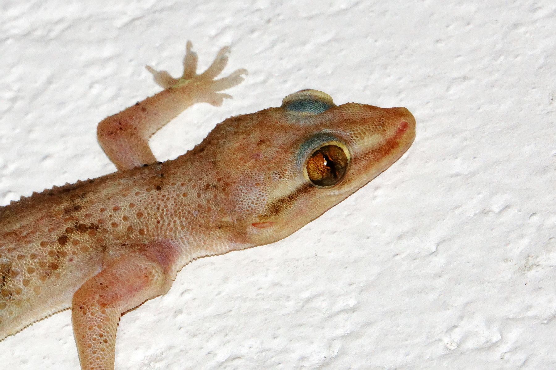 Hemidactylus platycephalus