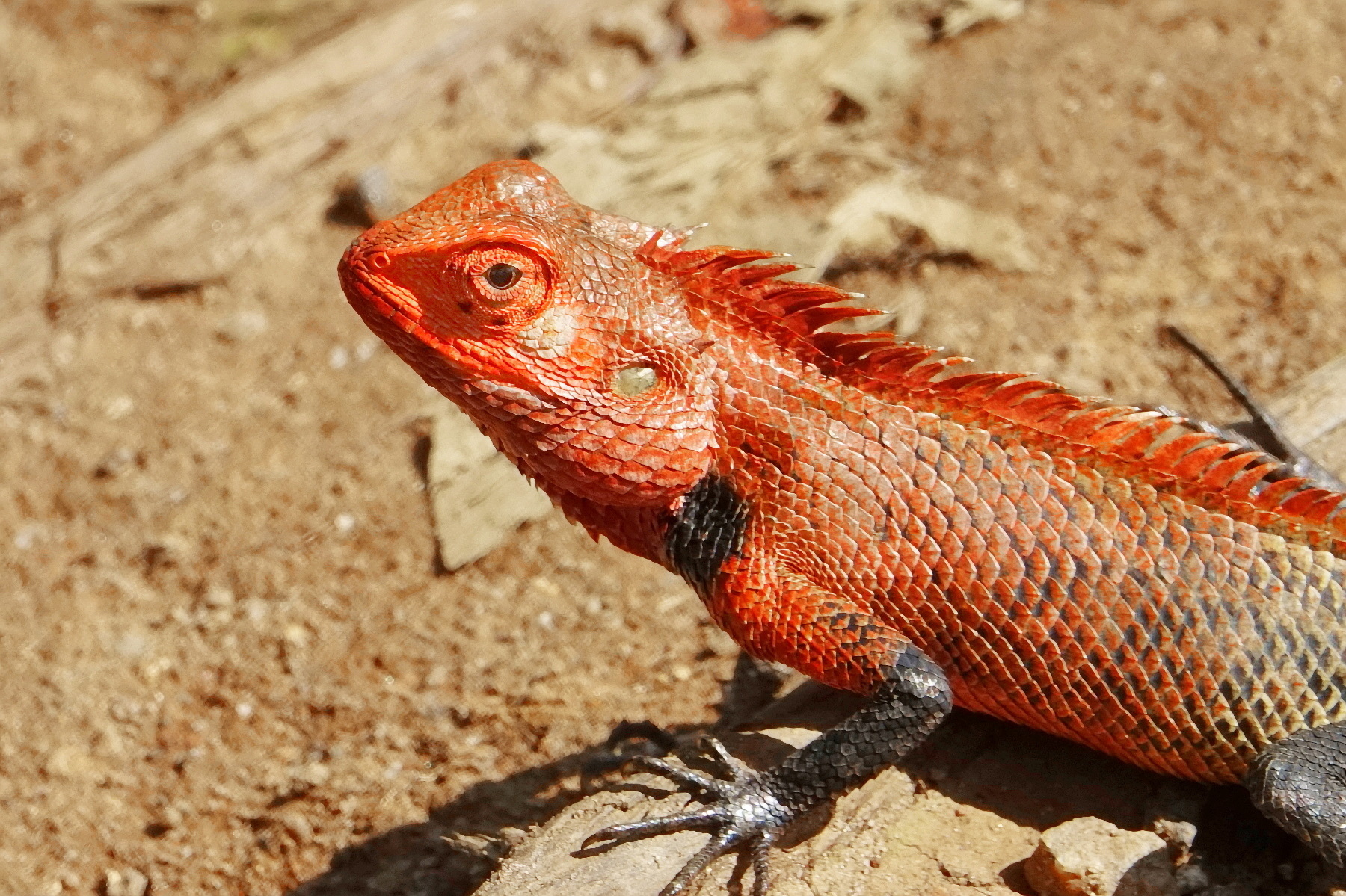 Calotes versicolor