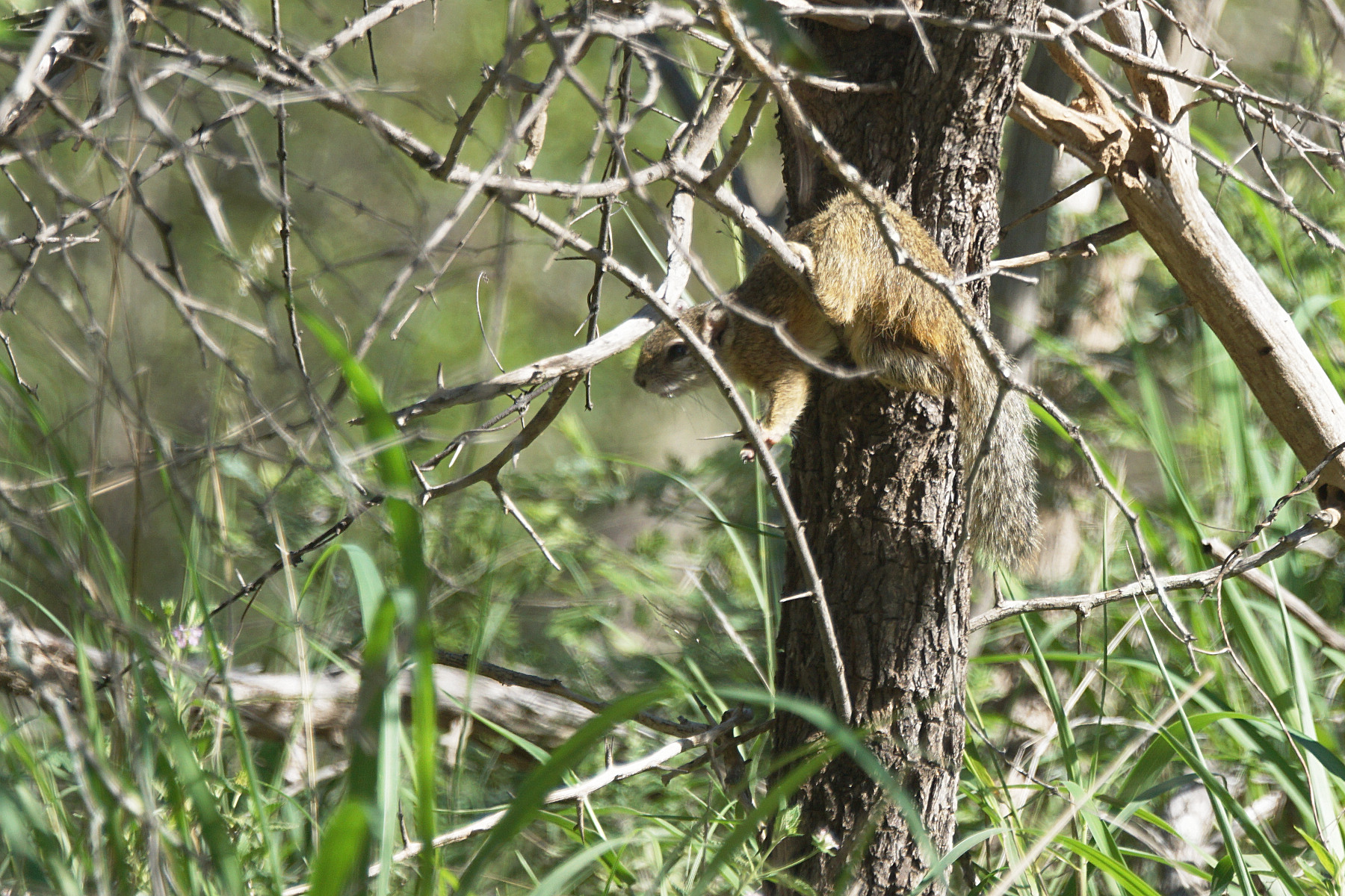 Buschhörnchen (1)