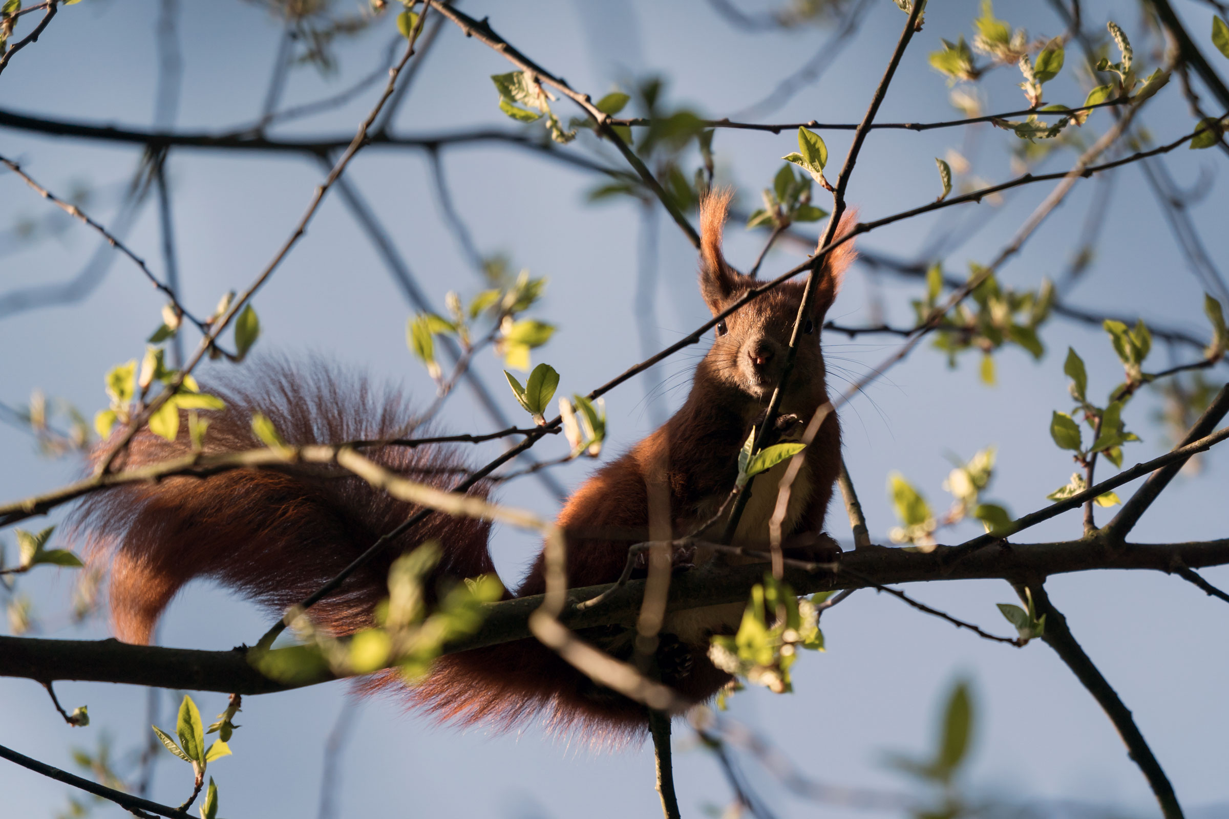 Eichhörnchen