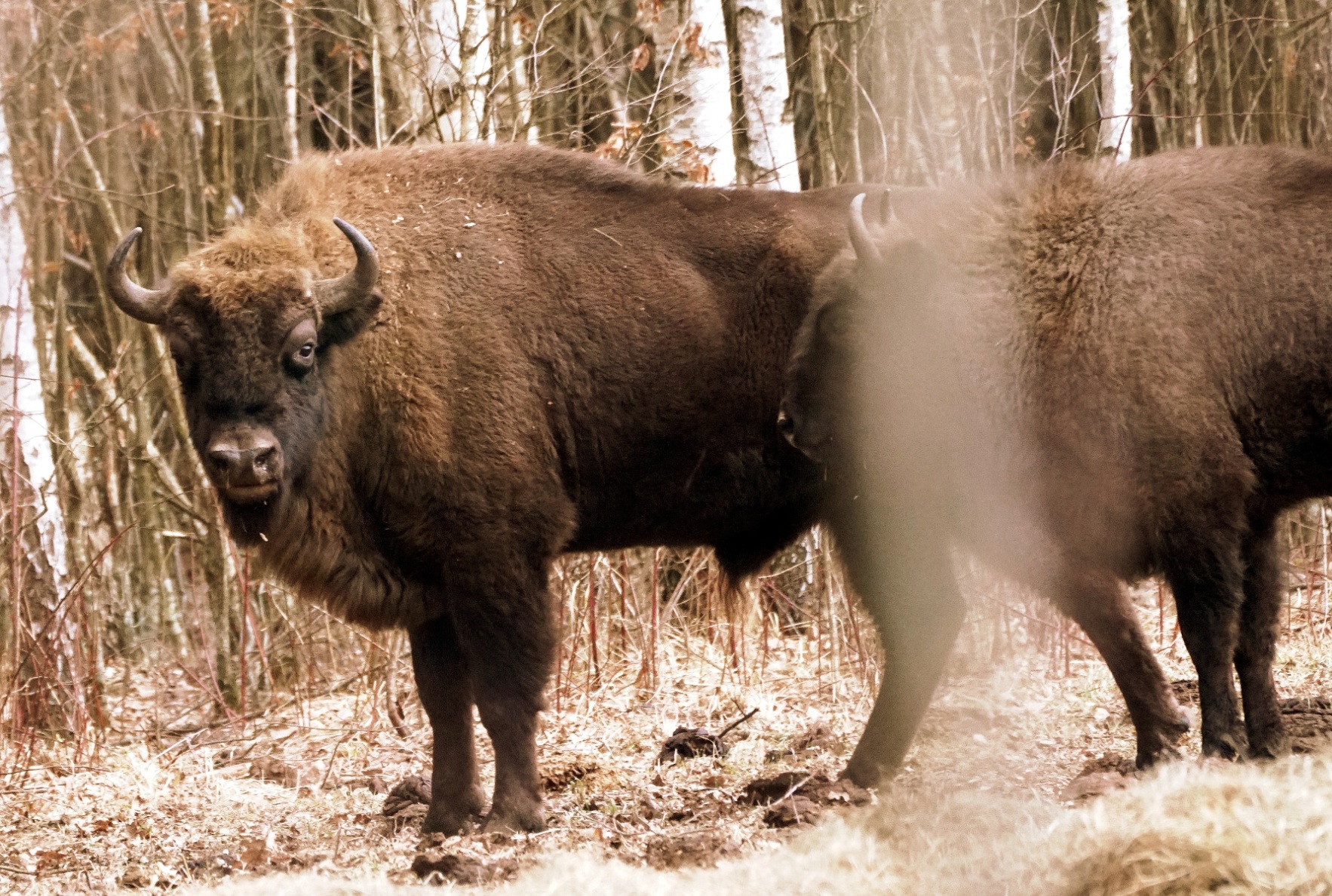 Wisente (Białowieża) 5