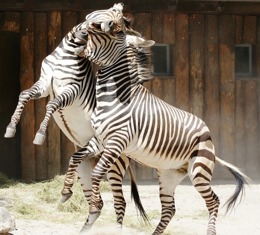 Kampfzebras im Zoo