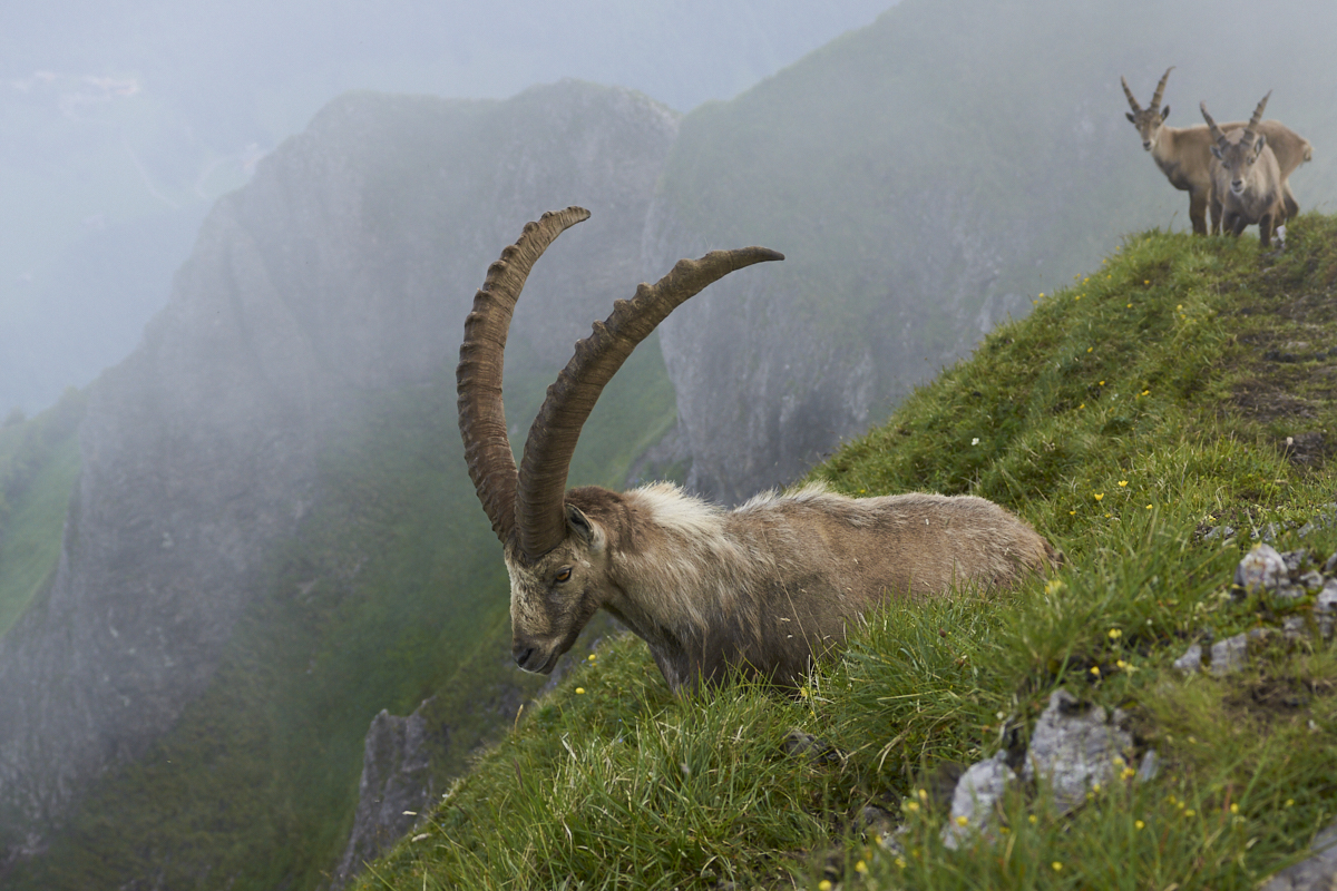 Steinbock, Kanisfluh