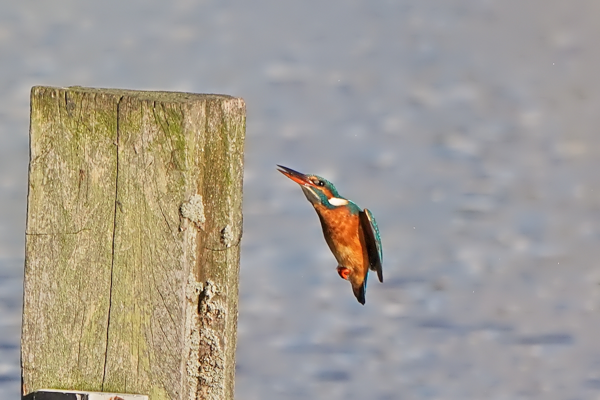 Eisvogel Sequenz 08