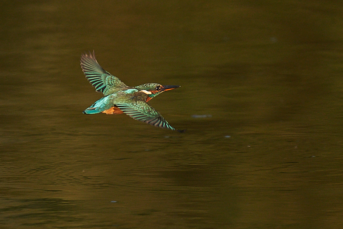 Eisvogel (?)