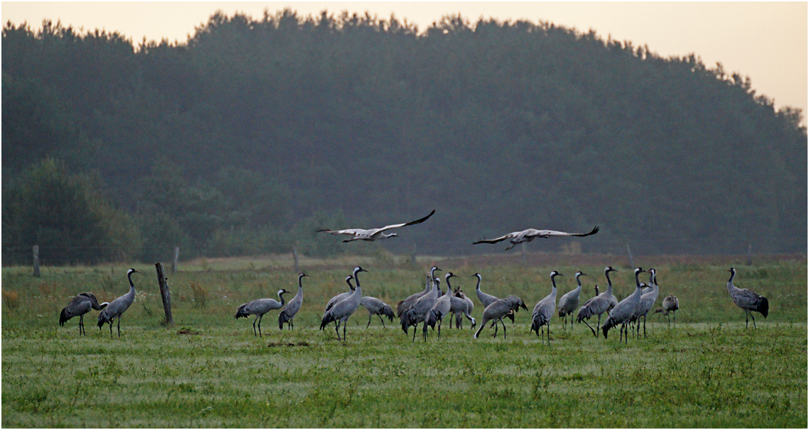 Frühmorgens in Linum 11