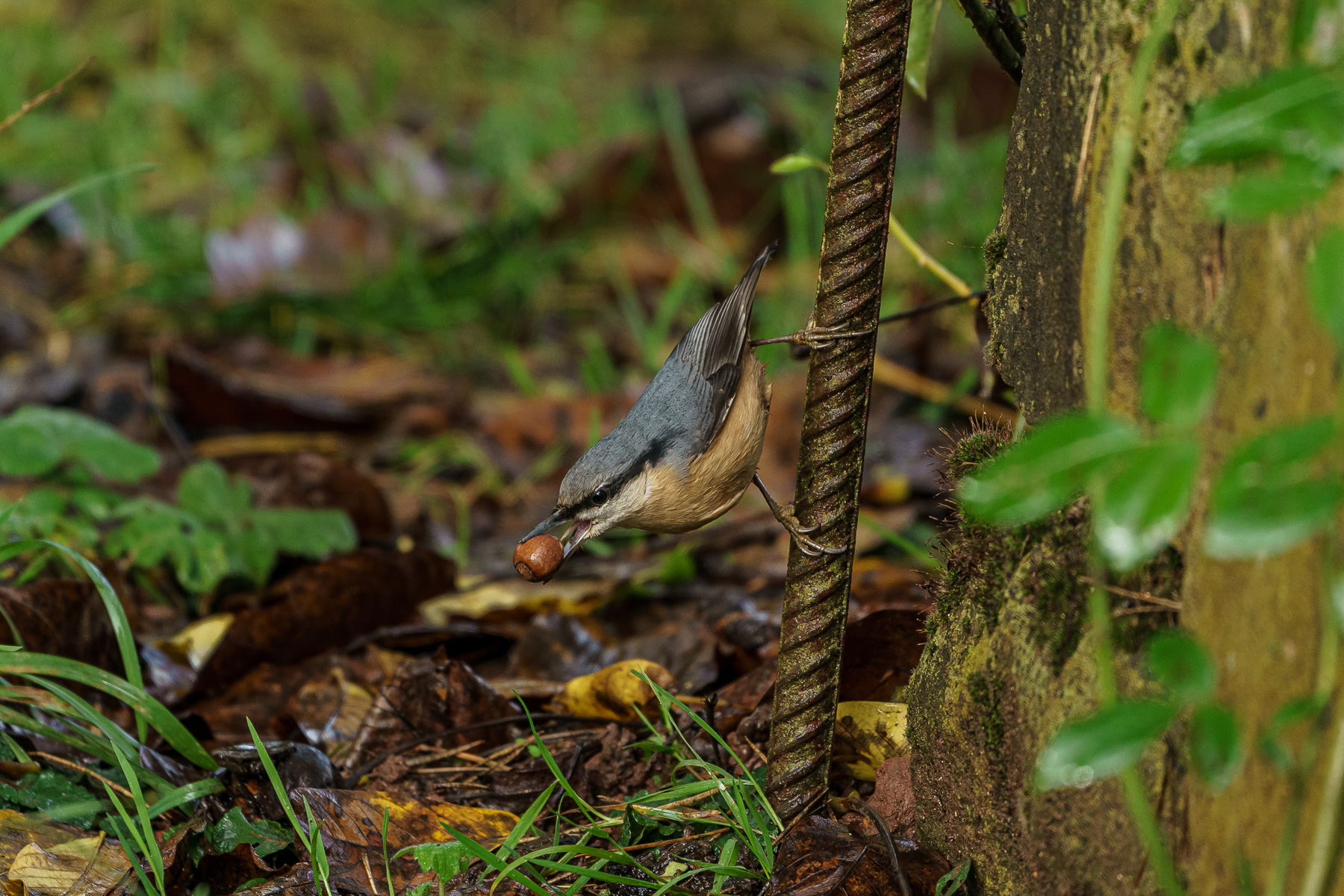 Kleiber (Sitta europaea)