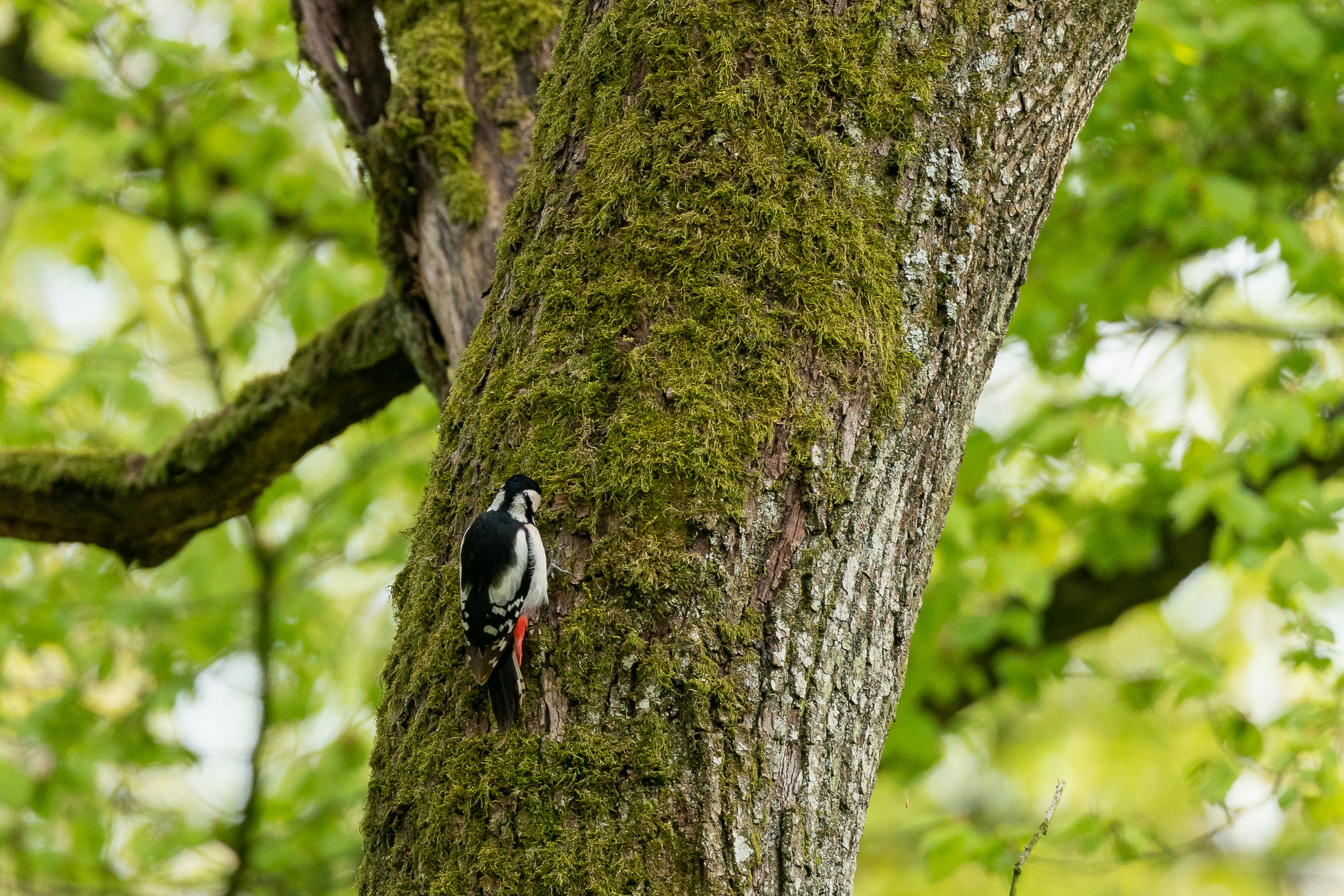 Buntspecht