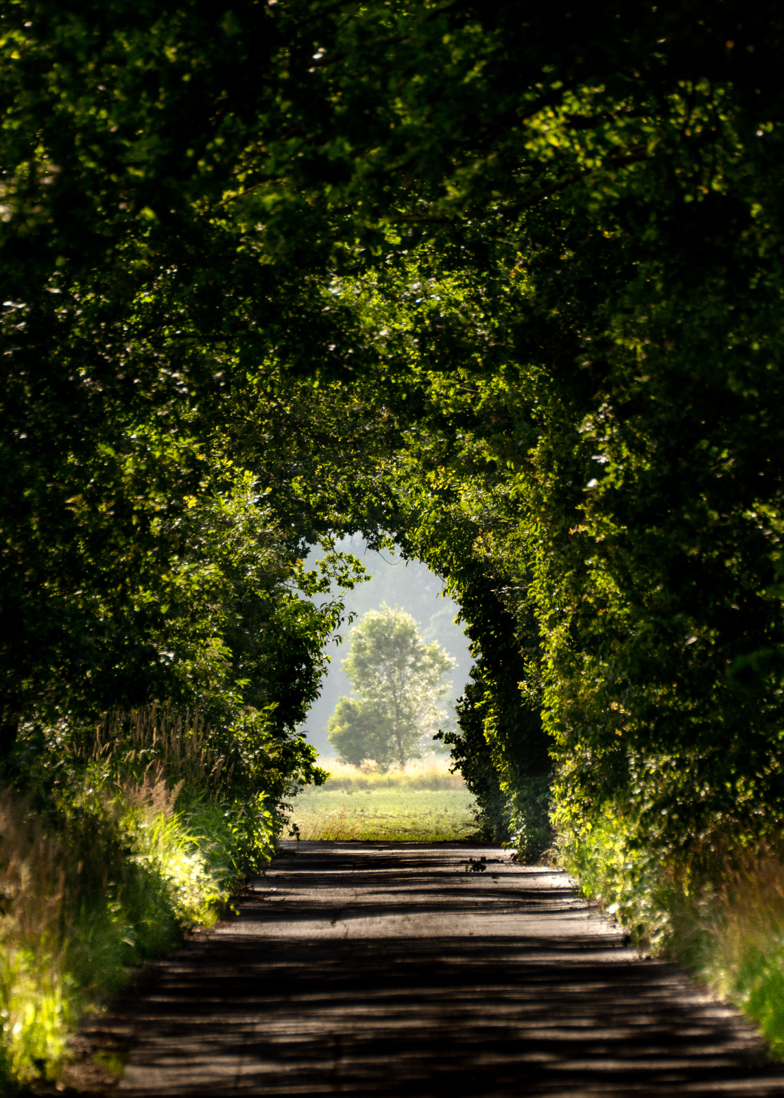 Sommerlicht