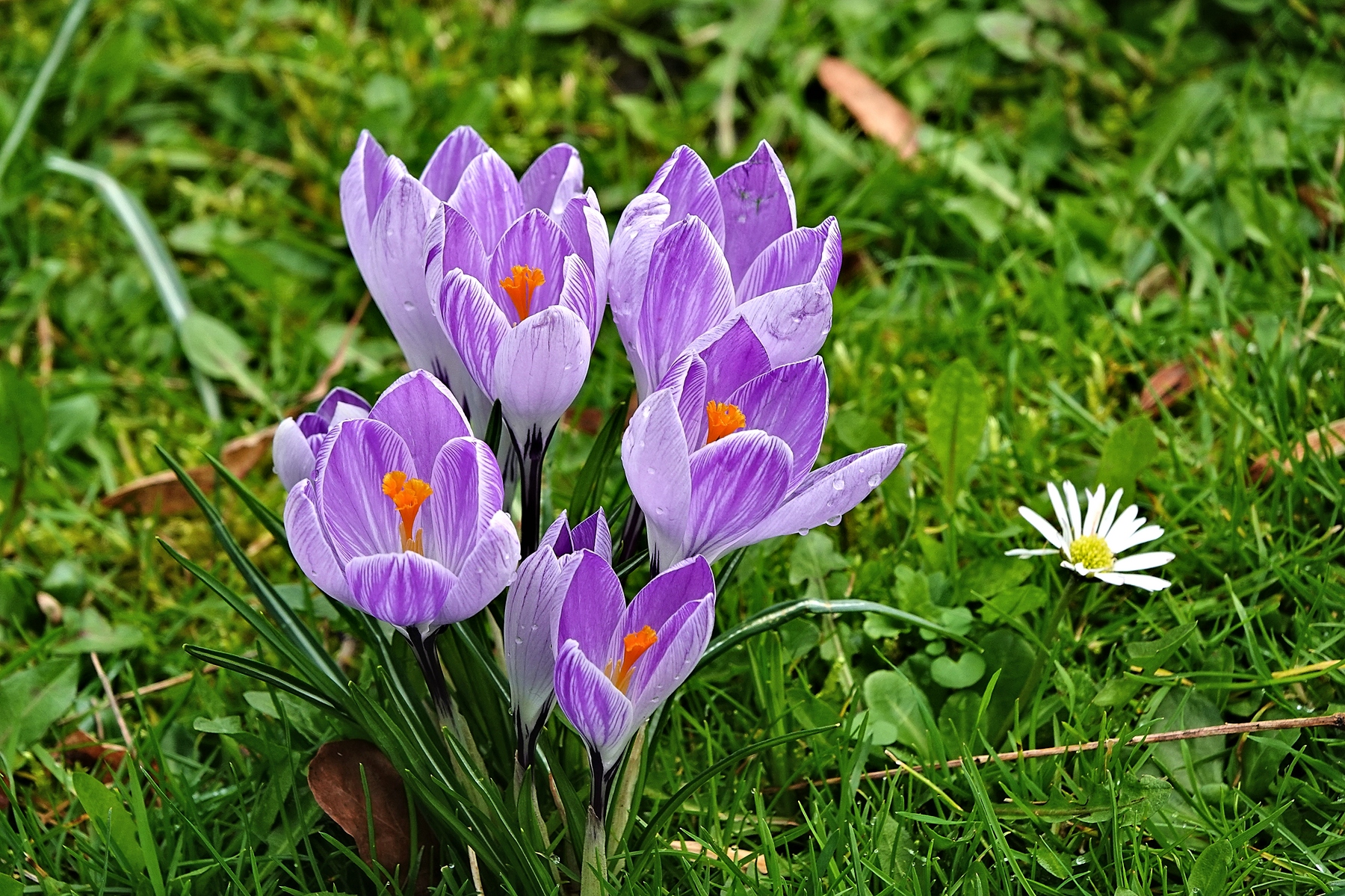 Frühling