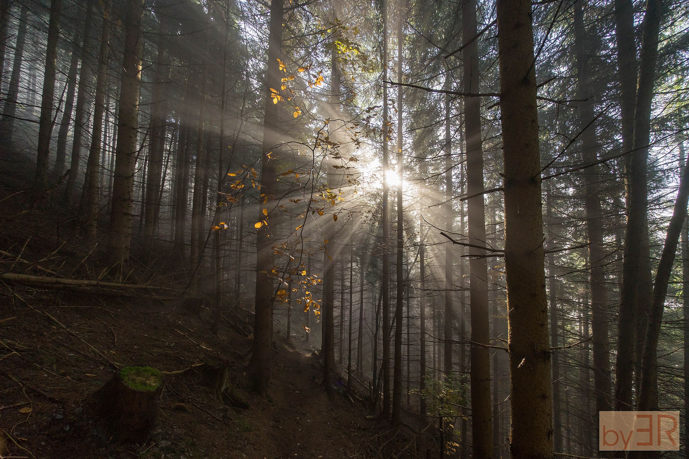 Wald lichtdurchflutet