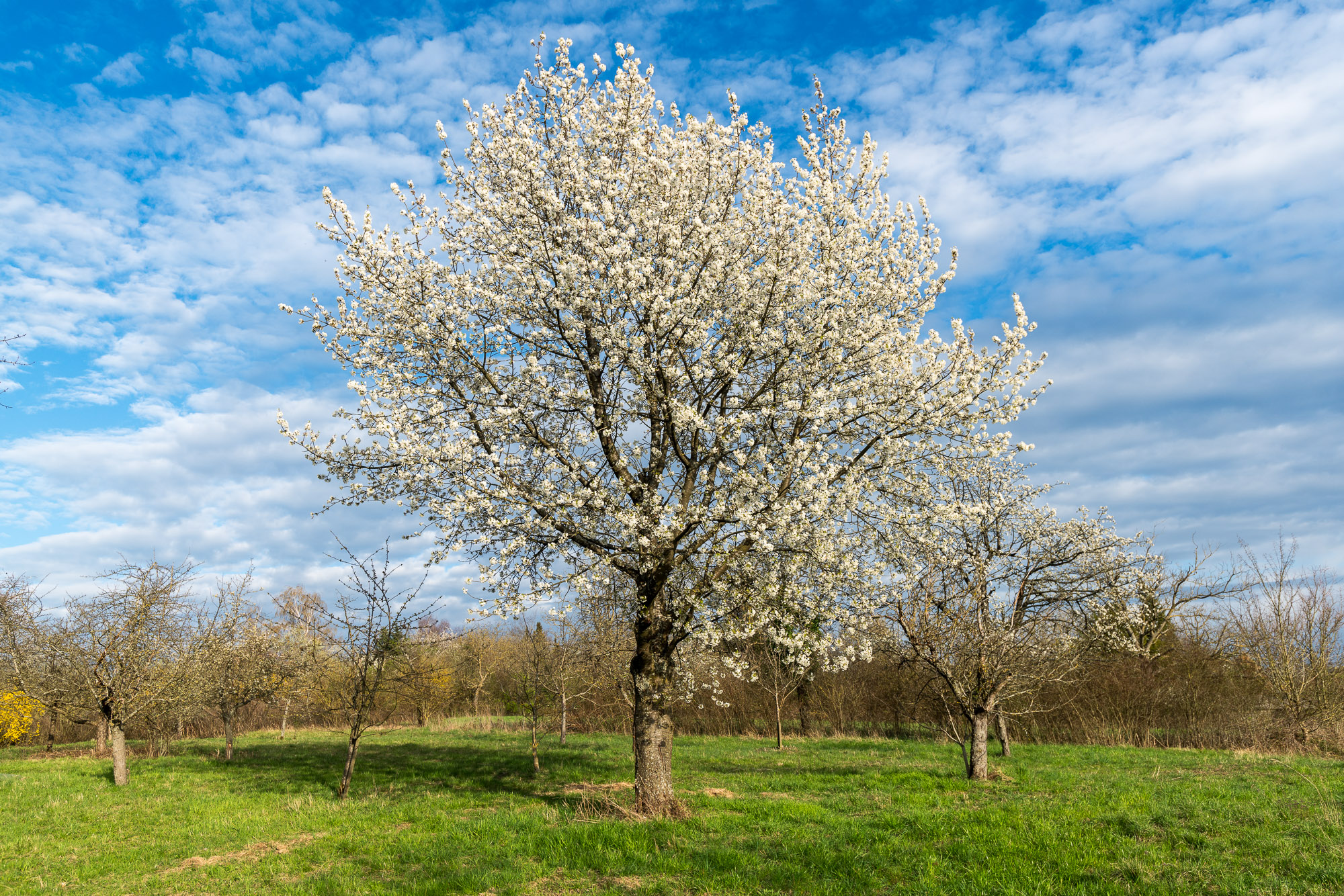 Frühling