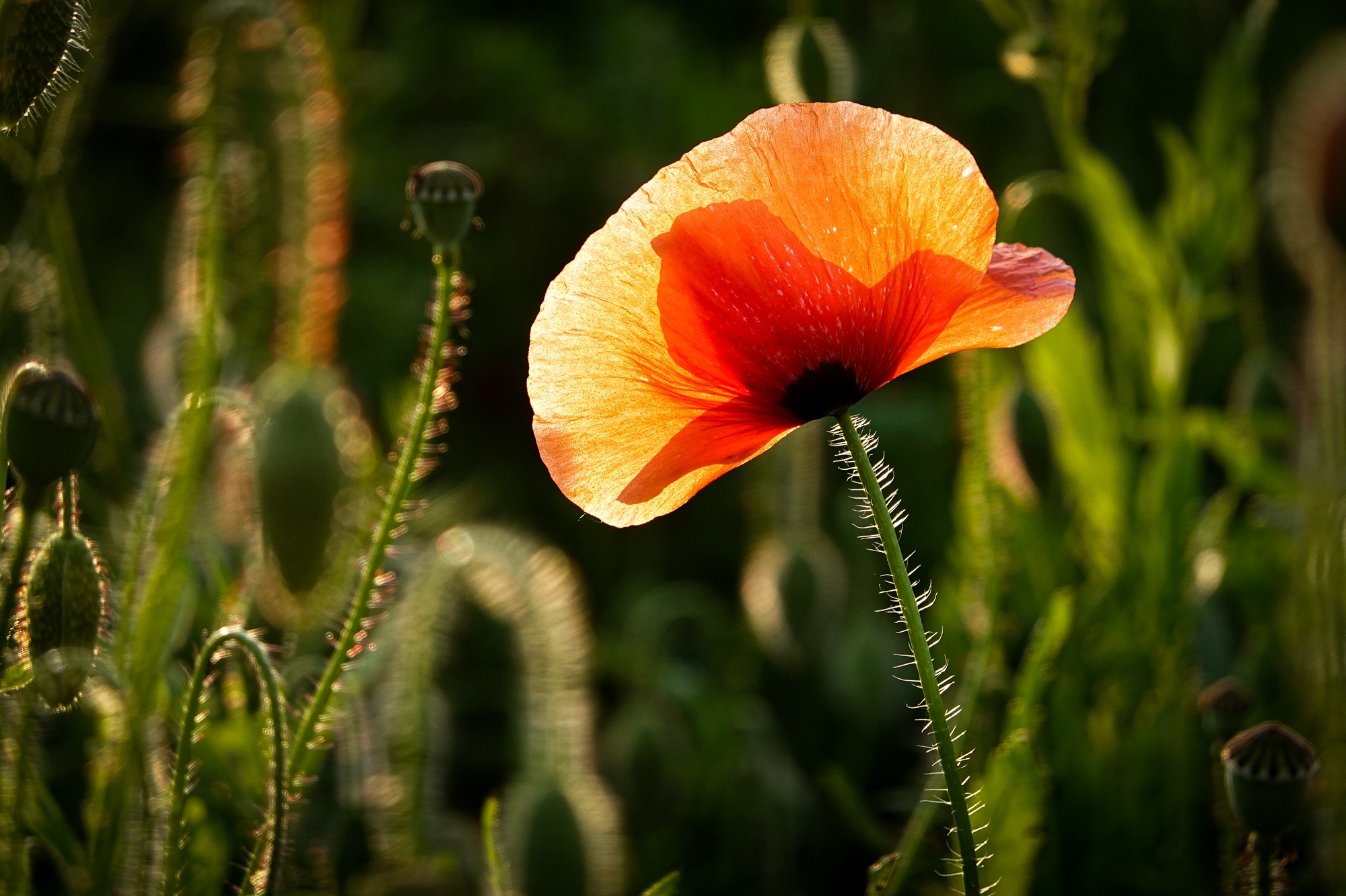 Mohn3