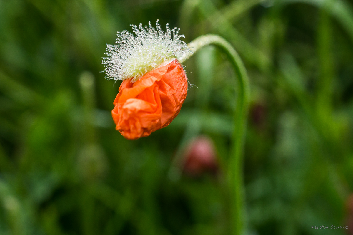 Punkmohn