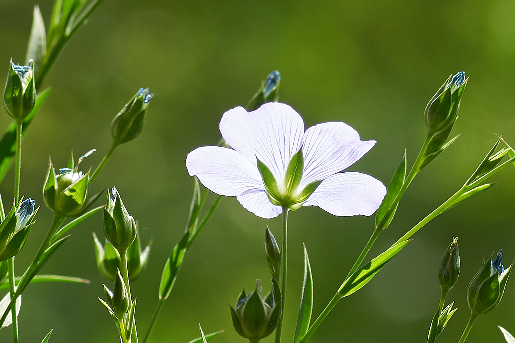 Frühlingsleuchte (Leinblüte)