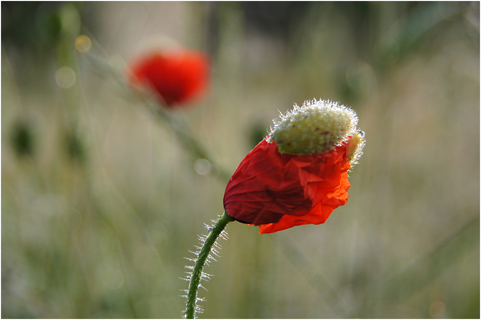 Mohn II