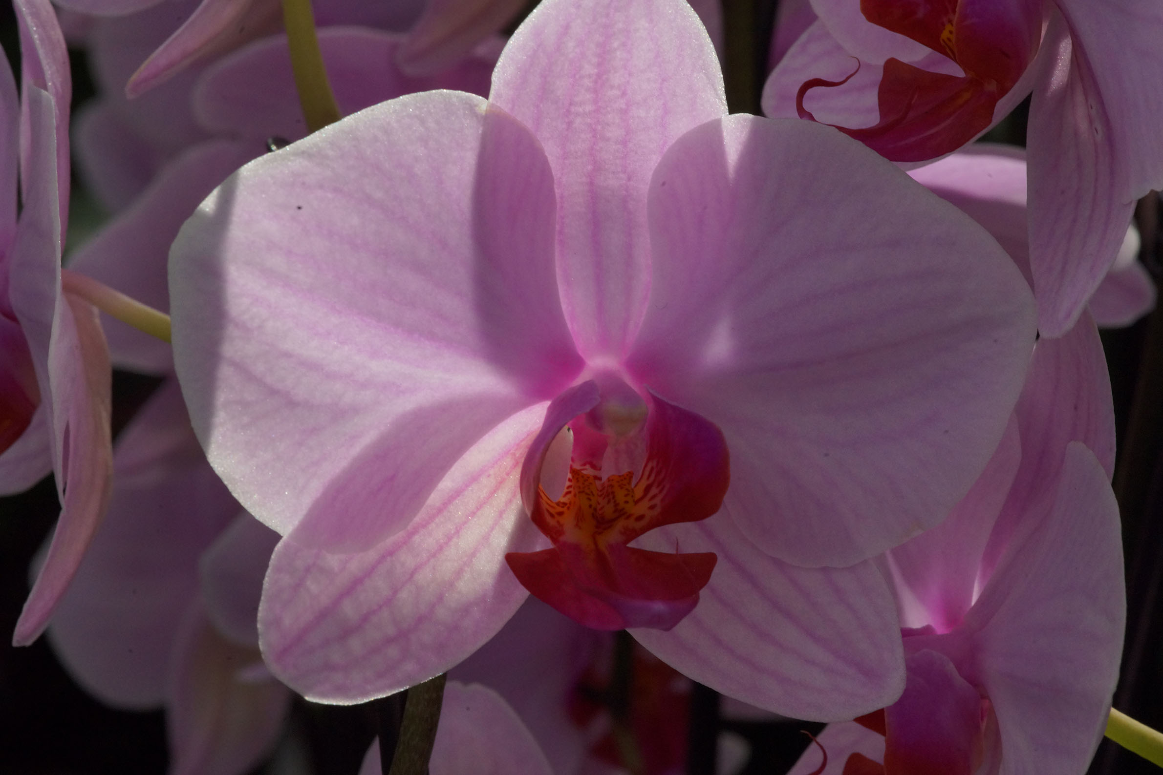 Orchidee rosa