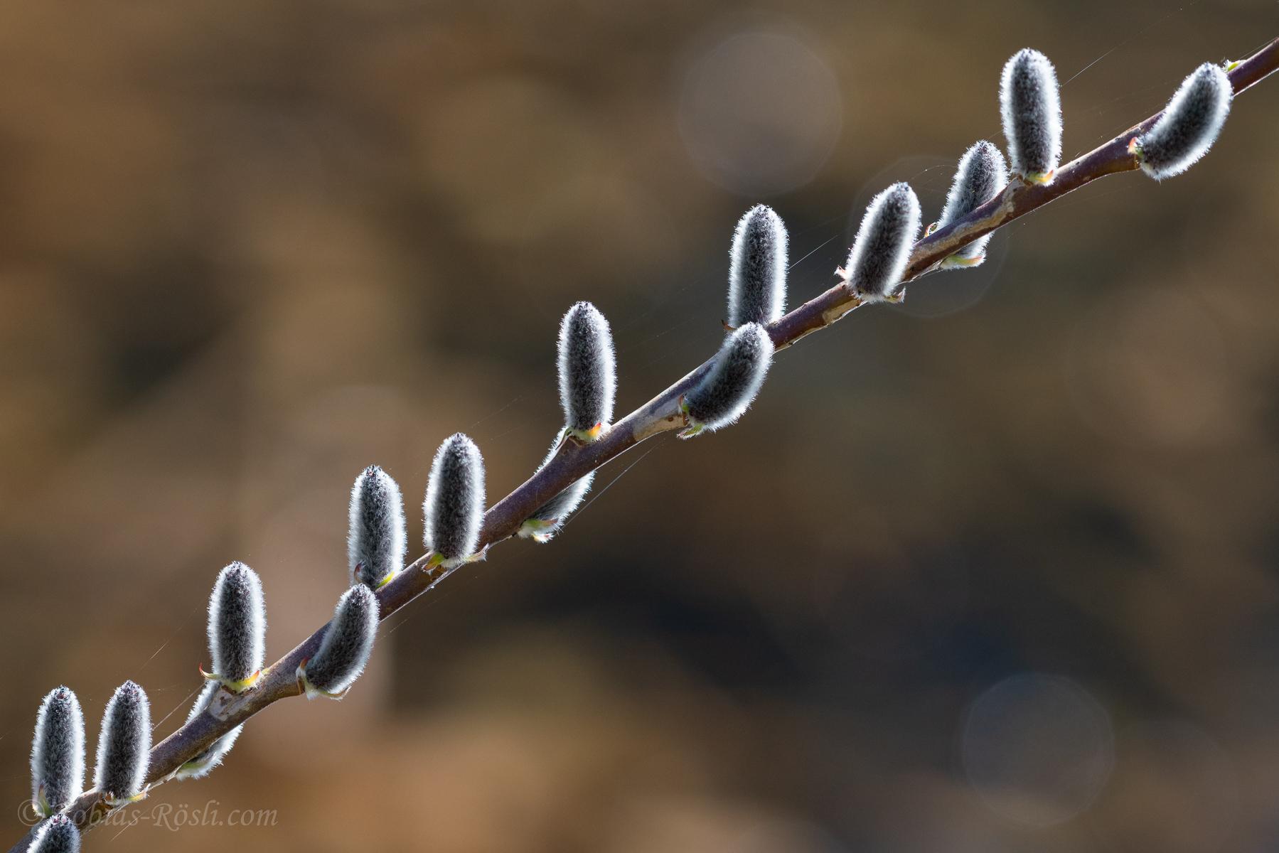 Kätzchen und Bokeh