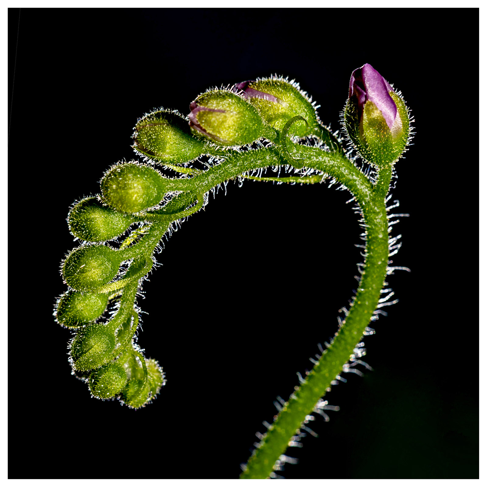 Blüte eines Sonnentau