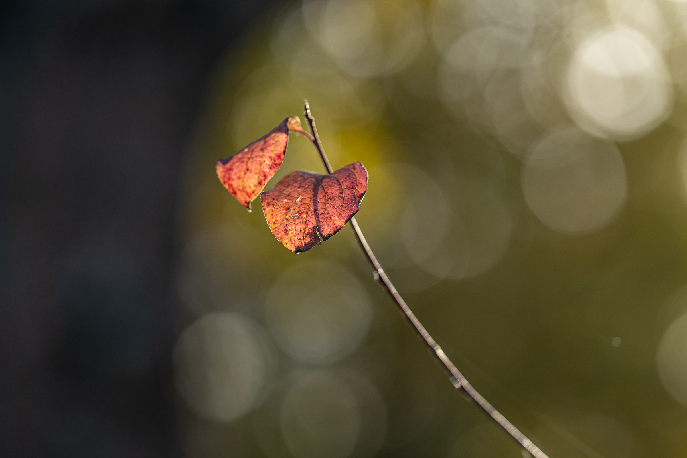 Herbstblatt