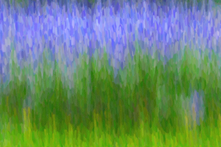Strauch mit blauen Blüten