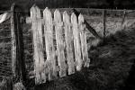 White Door in a Fence