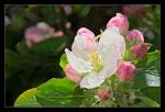 Apfelblüte (HDR)