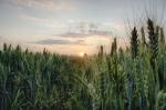 Sundowner im Feld