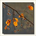 Herbstlicht