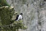 Bempton-Cliffs-05