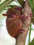 Tarsier (2)