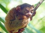 Tarsier (5)