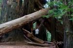 Der Redwood bricht, die Liebe nicht