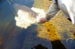 Mataranka Fish Feeding