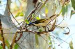 Katherine Gorge