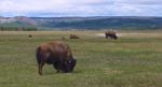 Yellowstone Buffalo 3
