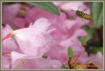 Wespe im Rhododendron