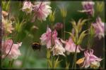 Hummel im Flug crop