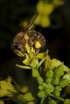 Bienchen