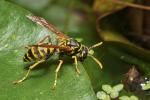 Polistes