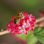 Biene auf Blume