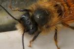 Mauerbiene - die mit den fünf Augen