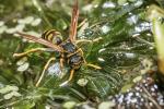 Polistes