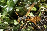 Polistes