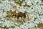 Polistes